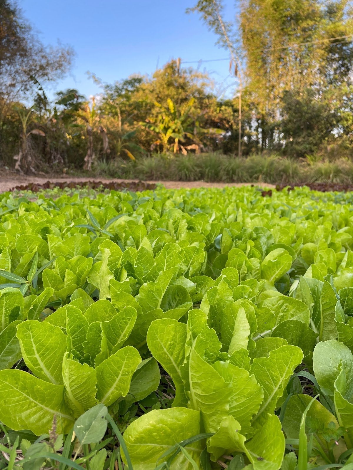 X Lai Doi Cannabis Farm