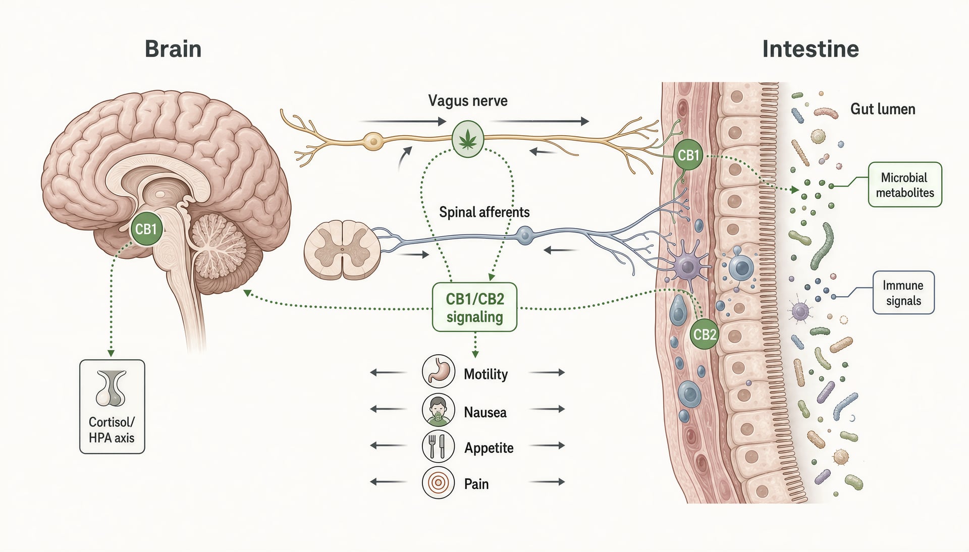 Cannabis e Microbioma Intestinal: Dados sobre THC, CBD e CBG