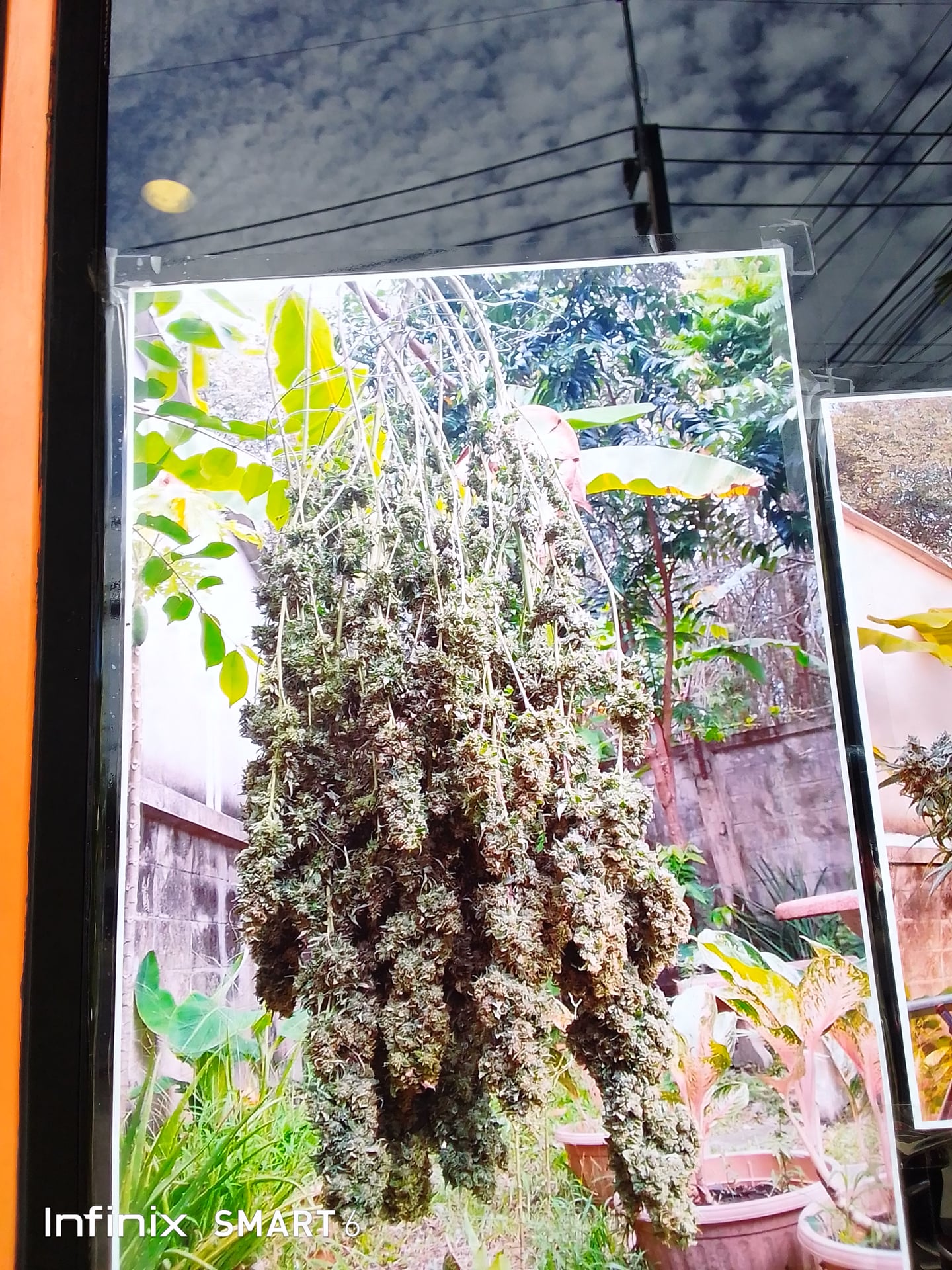 FD Goodweed Phuket