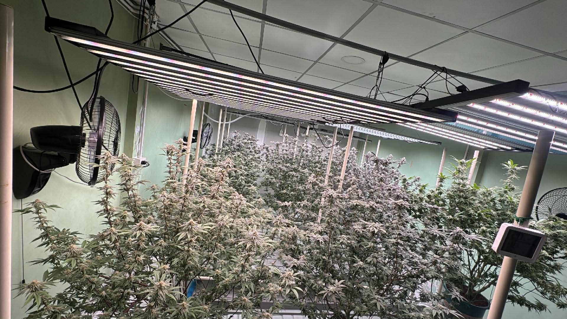 Cannabis Haze