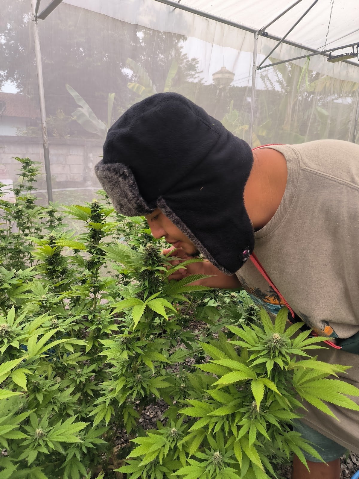 Pakoweed Marijuana