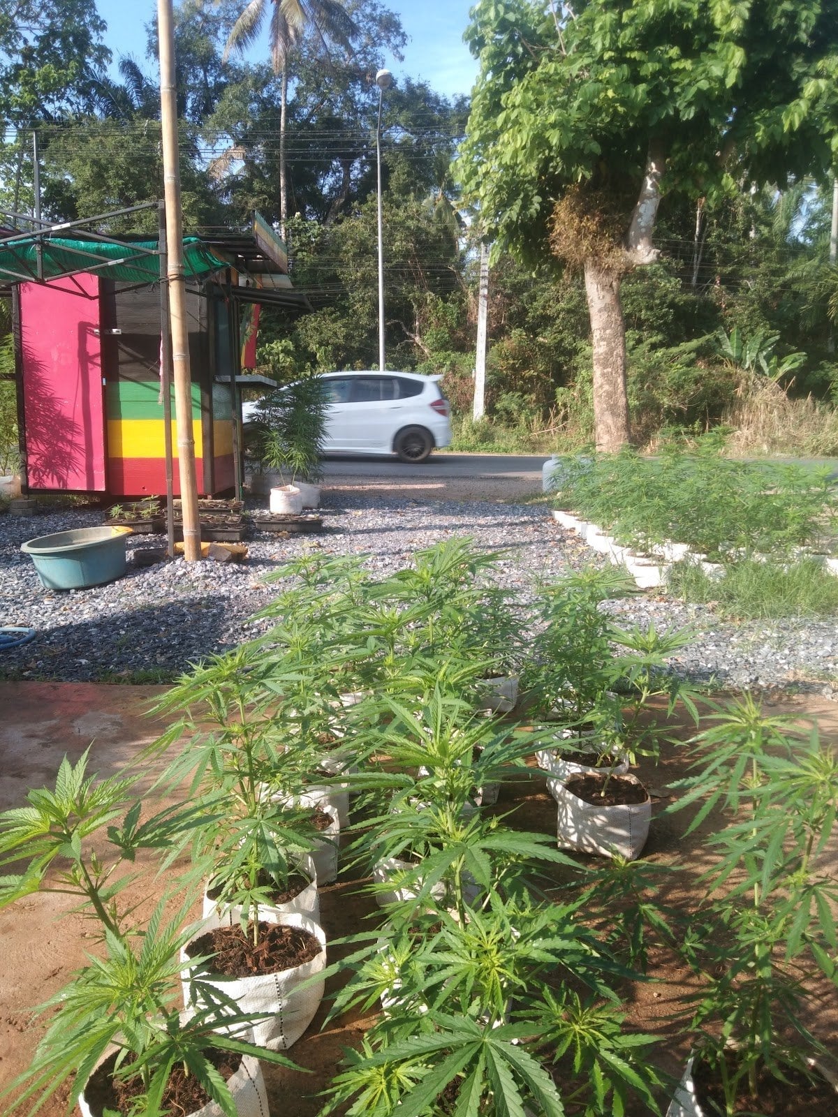 Station Cannabis