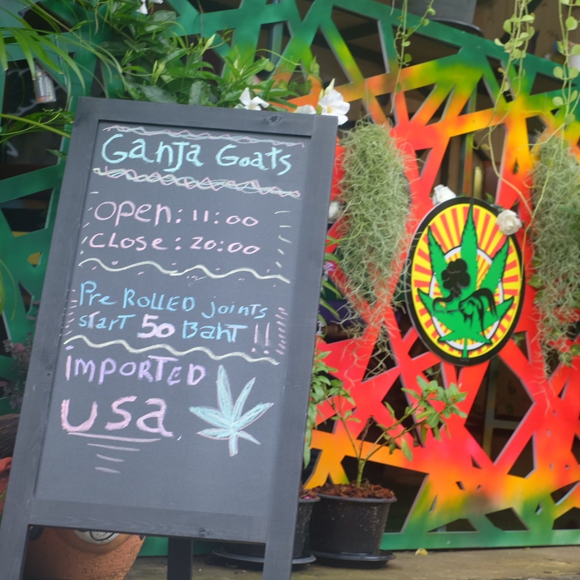 Ganja Goats - Buriram - Cannabis And Kratom