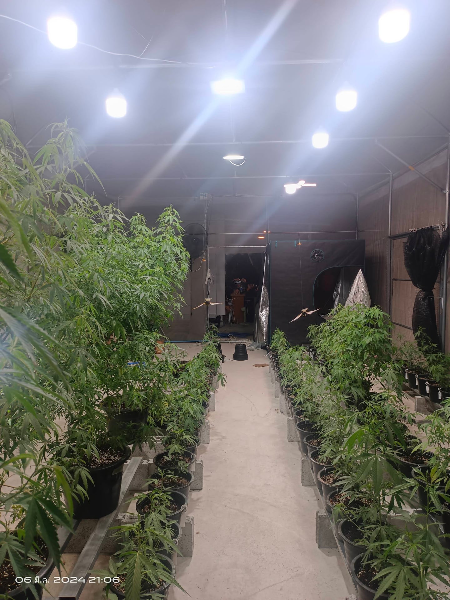 Worawan Cannabis Organic Farm
