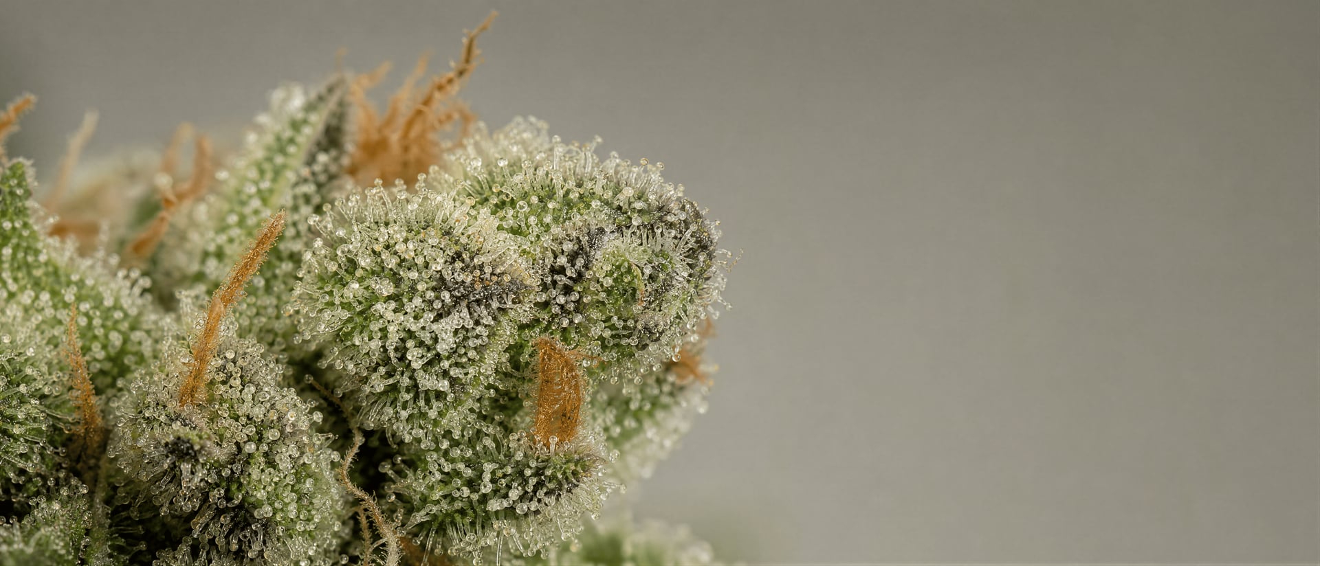 Myrcene in Cannabis: Vorkommen, Aroma und Evidenz