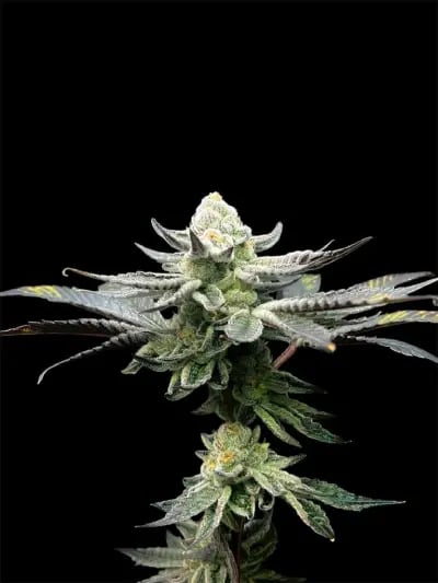 The Right Global Trading Co.,Ltd. RGTcannabis Farm