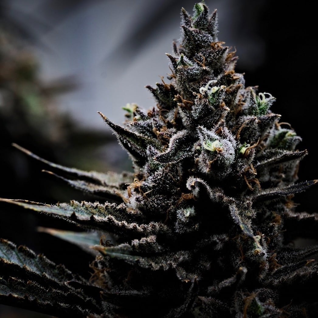 Cannabis Culture