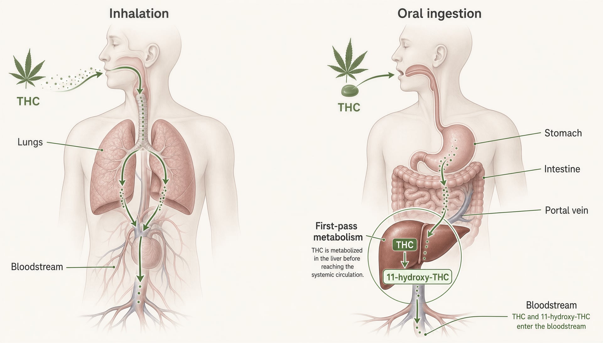 Schematic comparing inhaled THC entering blood through the lungs with swallowed THC passing through the gut and liver first.
