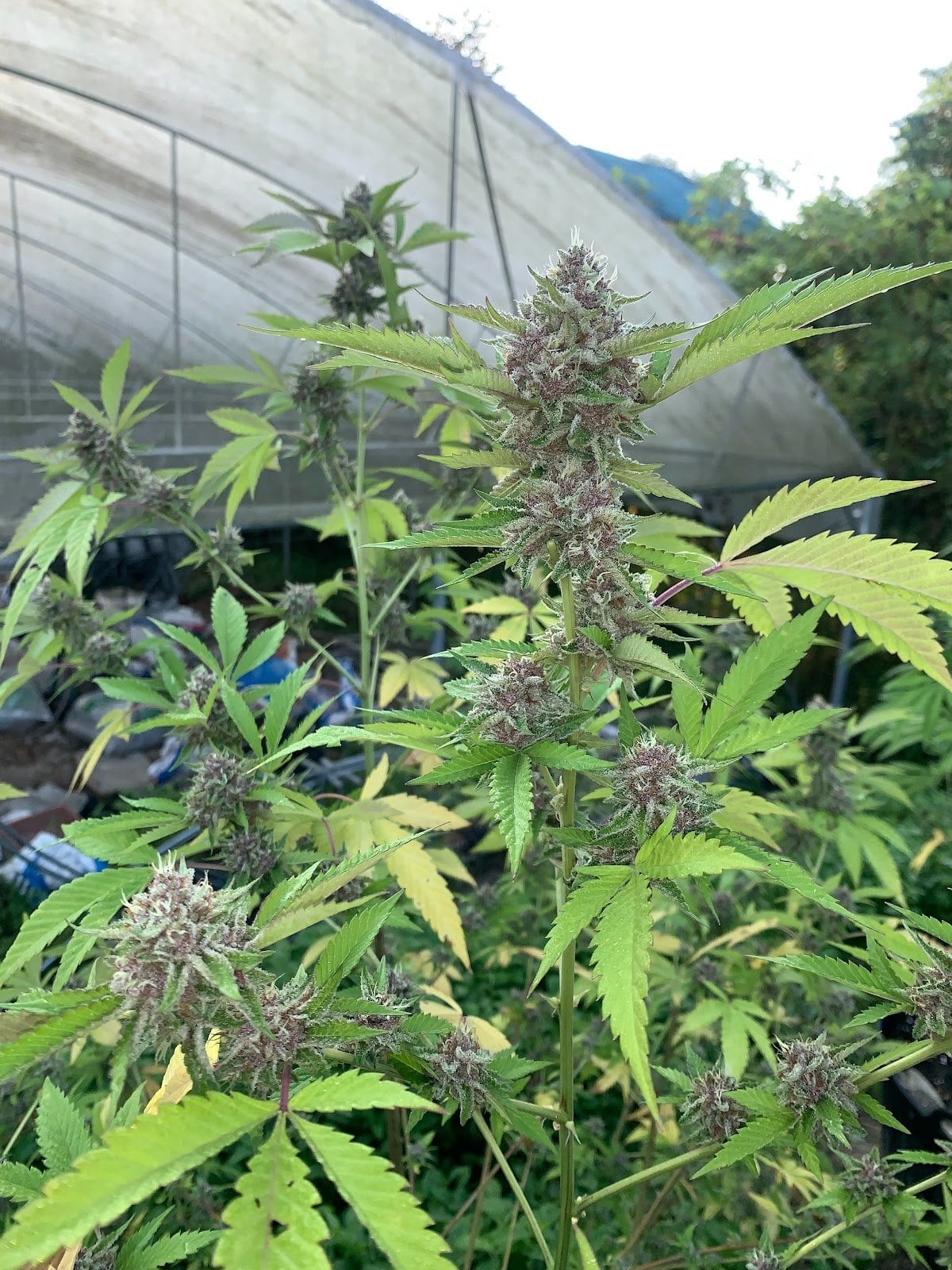 Gun Cannabis Farm