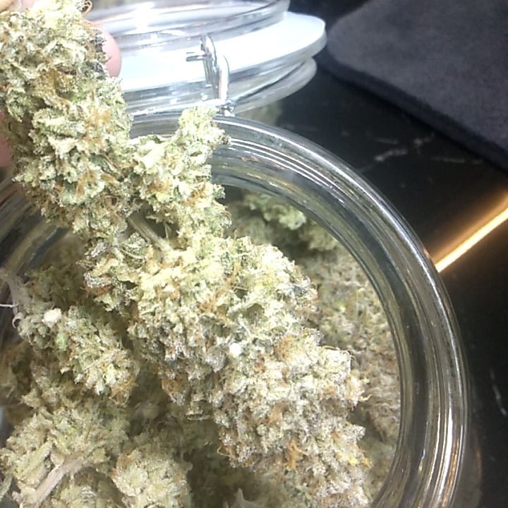 Shiva Cannabis - Weed