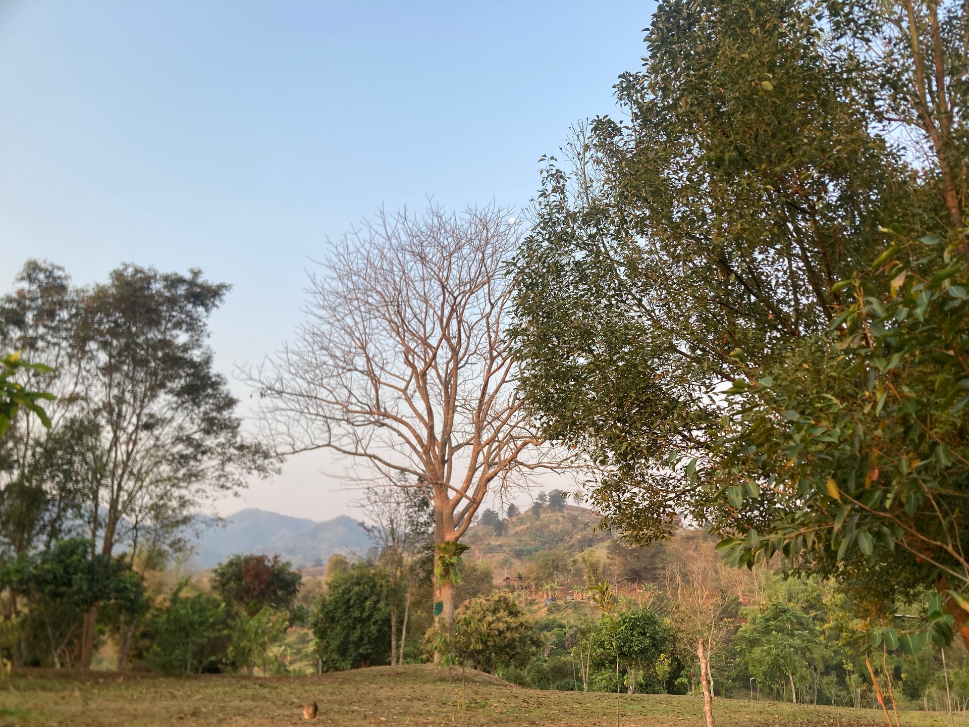 Innoleaf Valley
