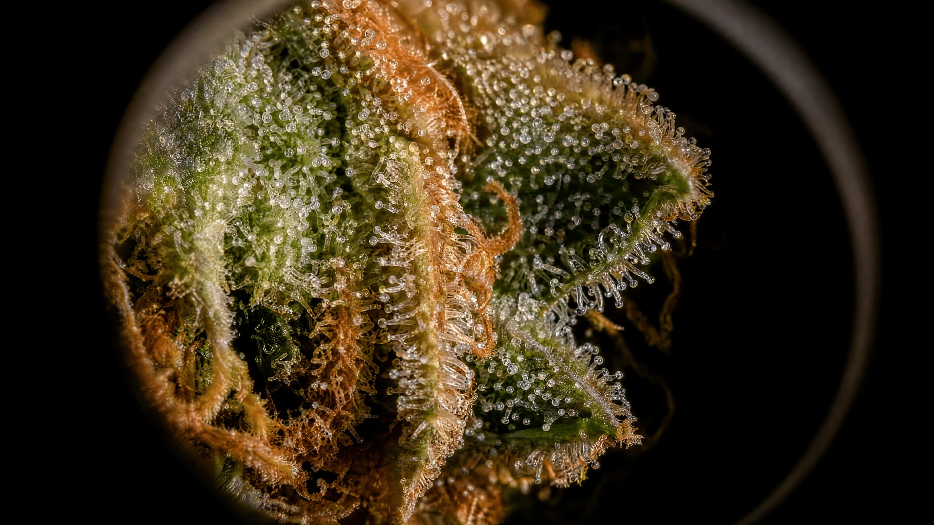 Cannabis flower under microscopy showing dense glandular trichomes in a University of British Columbia laboratory