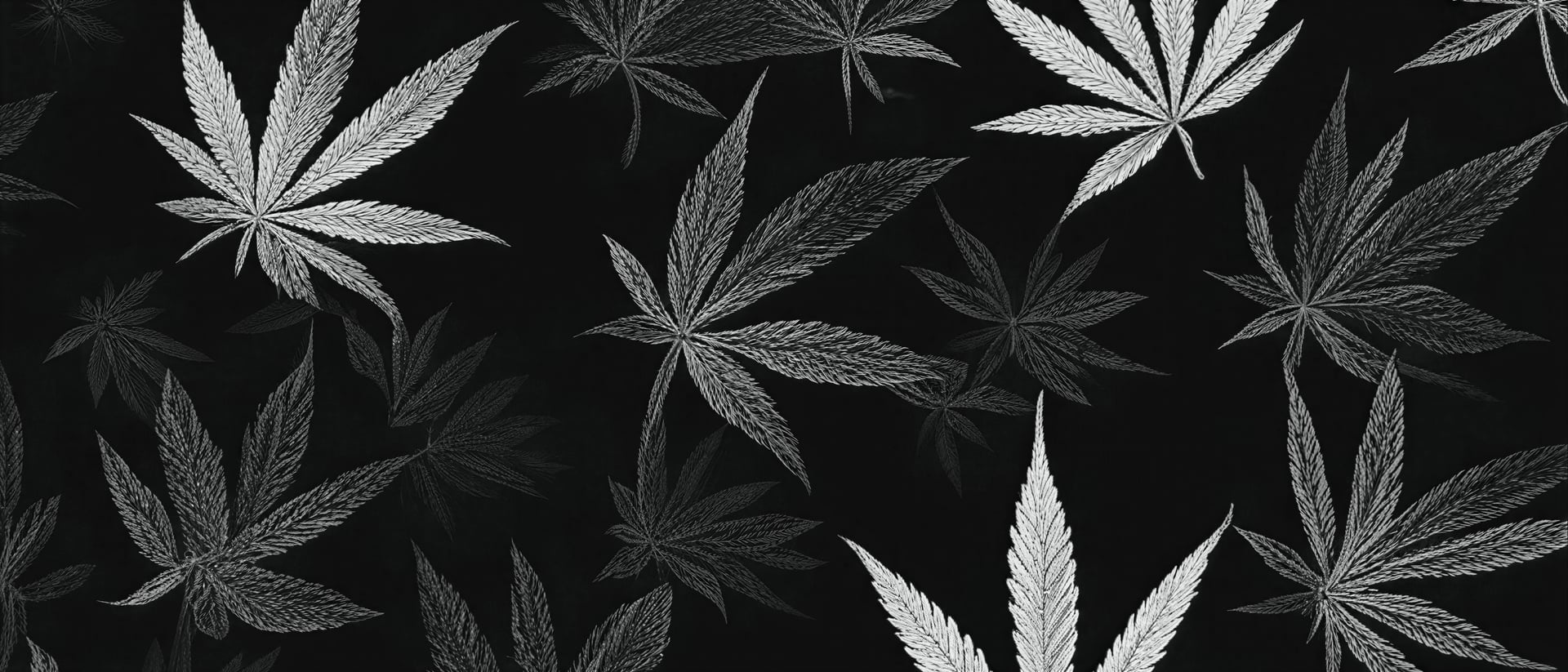 Cannabis Social Club Nordhausen i.G hero