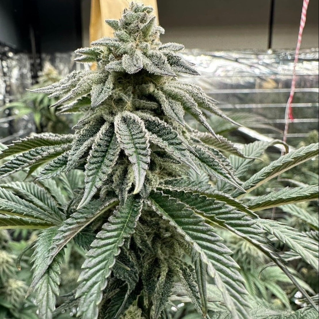 Thaistick 24Hrs