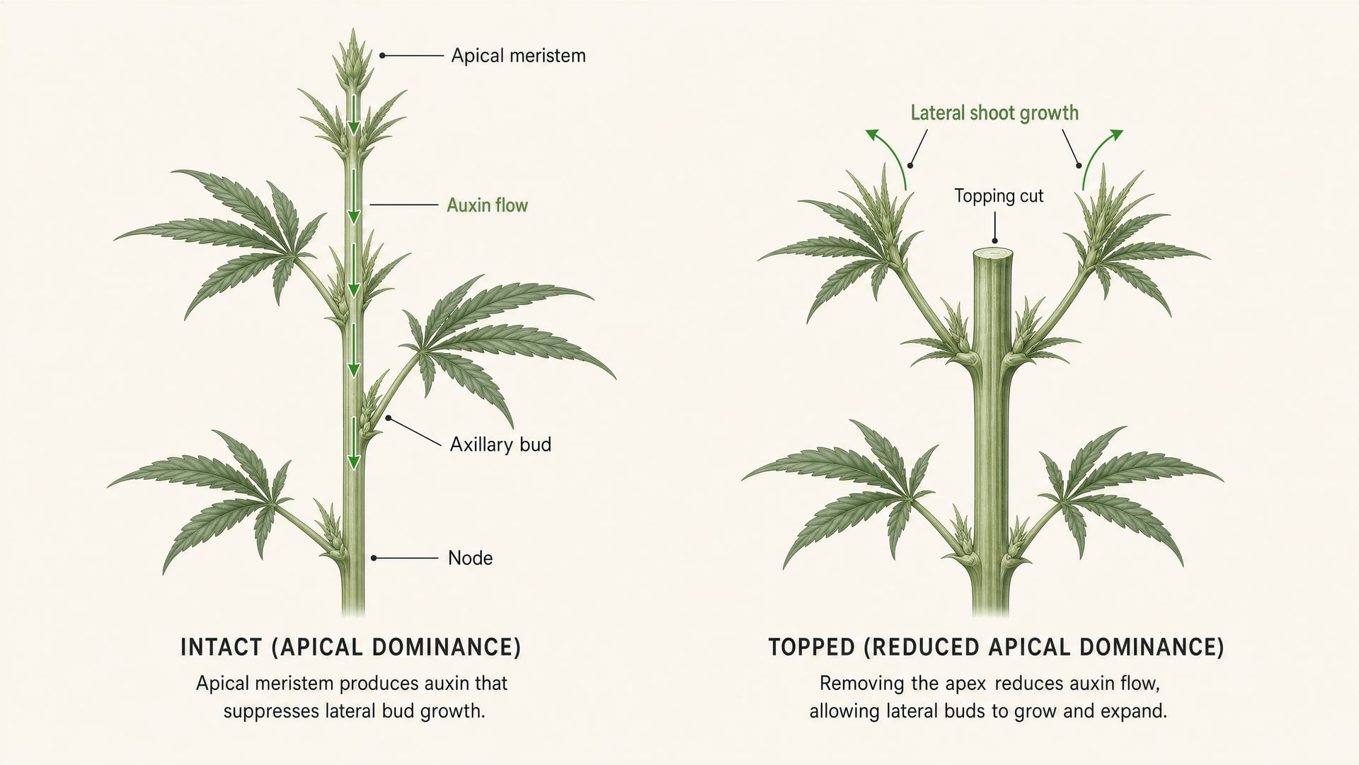 دليل تقنيات تقليم ونزع أوراق cannabis
