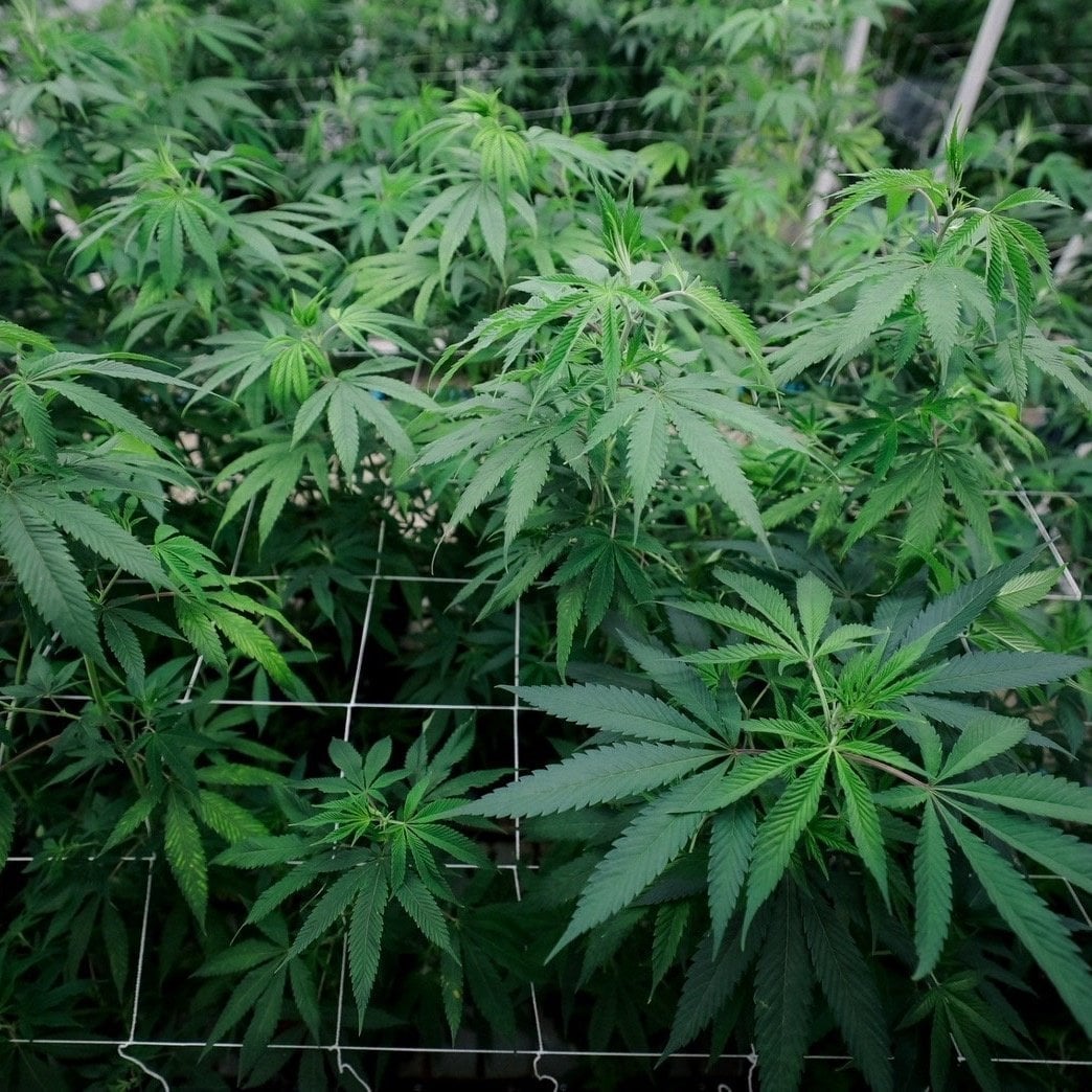 Nightmove Kanchanaburi Cannabis Store)