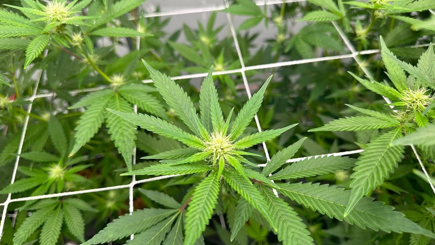 The Right Global Trading Co.,Ltd. RGTcannabis Farm