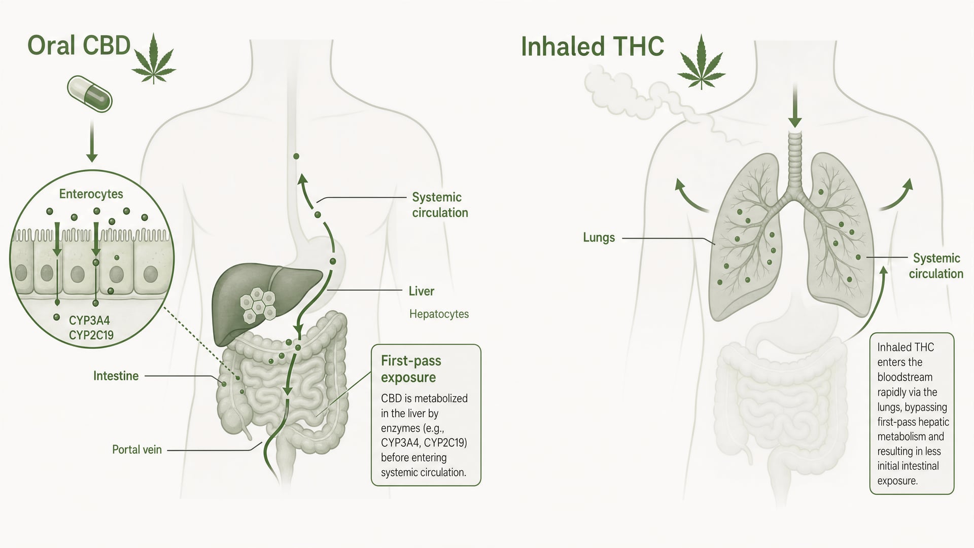Interacties tussen cannabis en geneesmiddelen: CBD, THC en CYP450