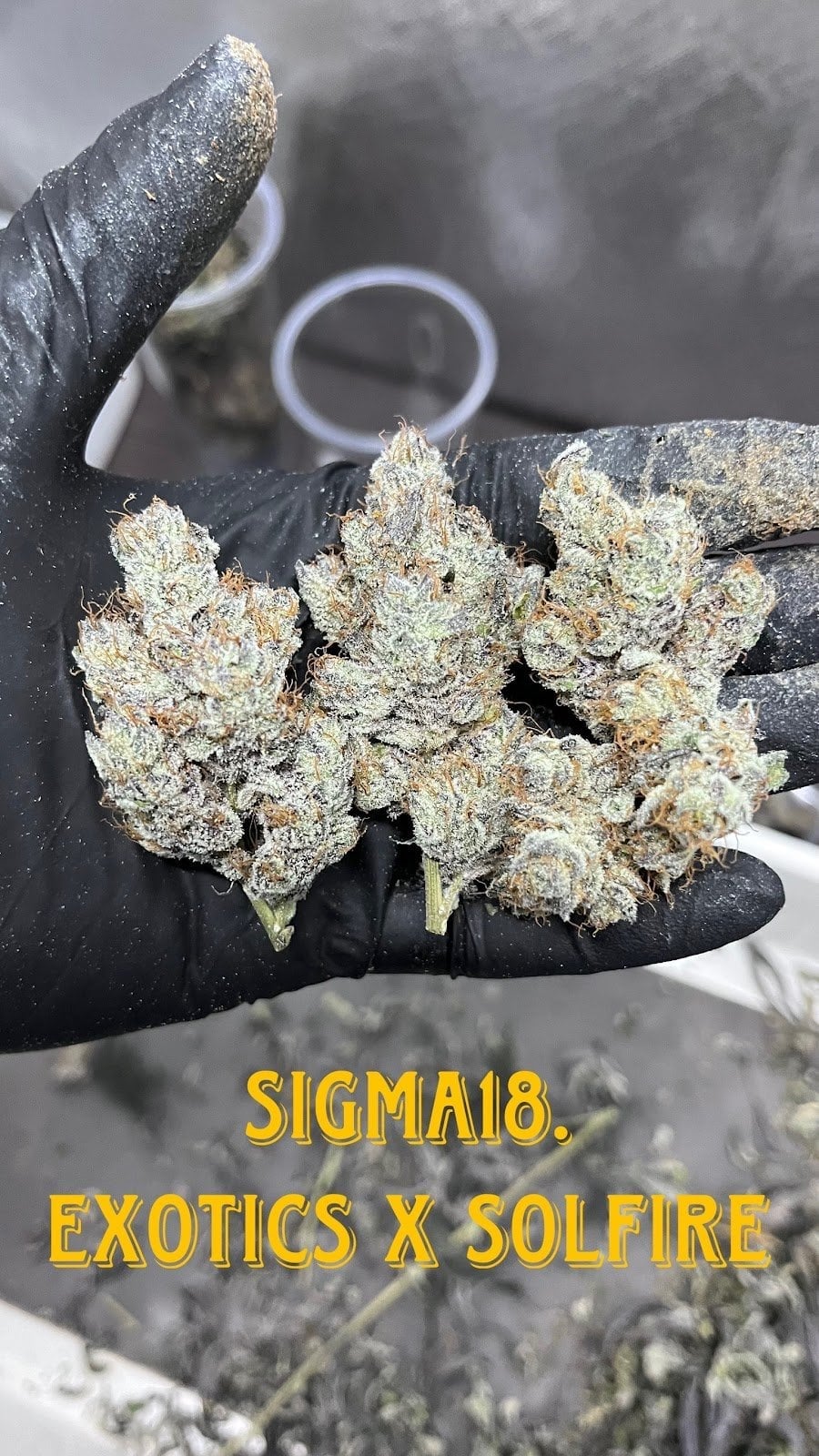 OG Underground