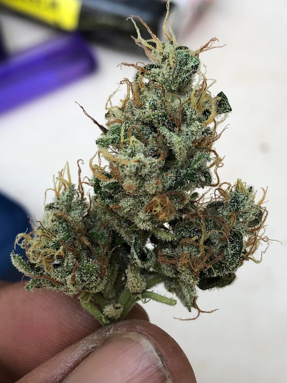 Cannabis Fun Farm