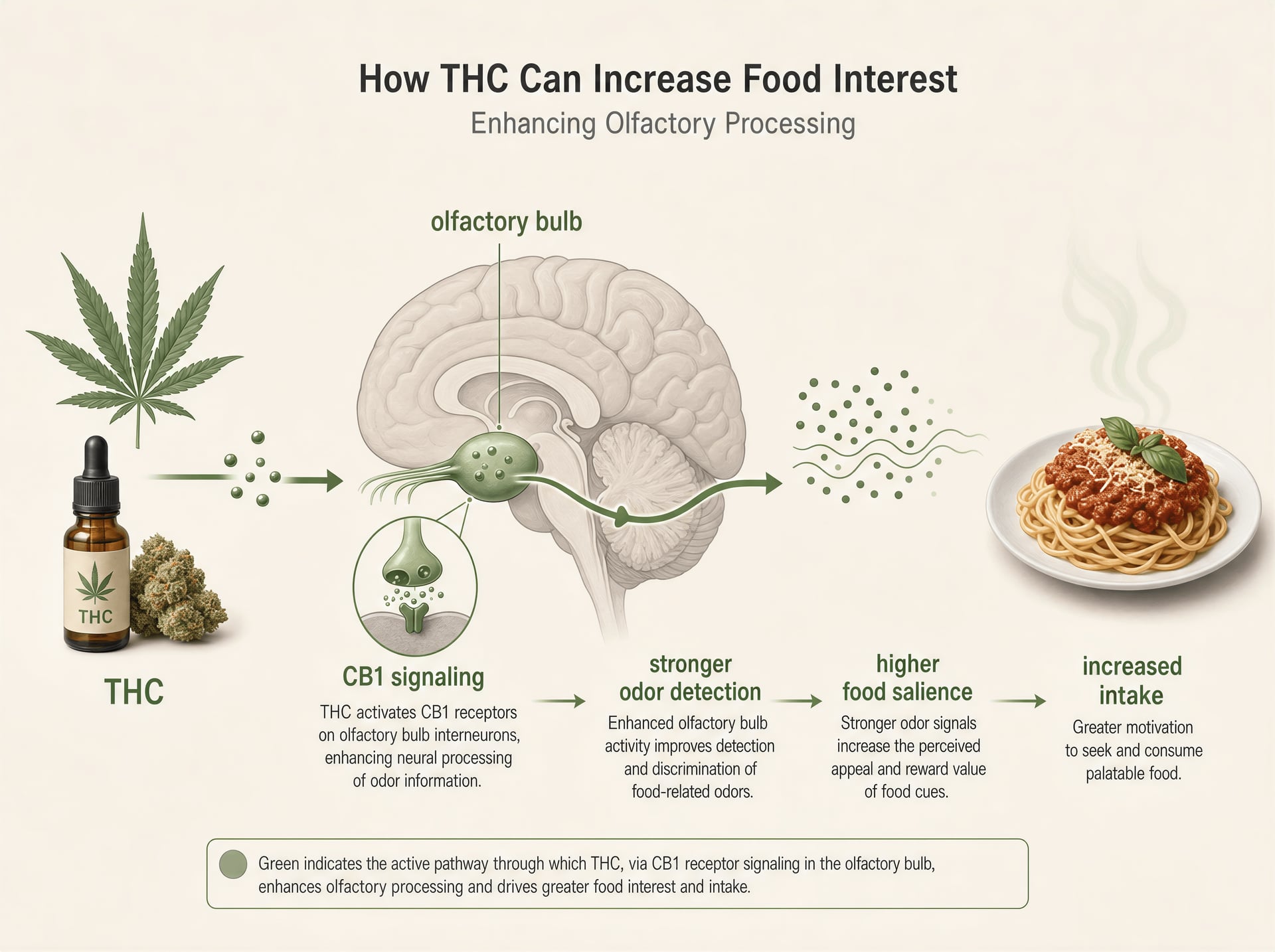 Cannabis и аппетит: THC, CB1 и приступы голода