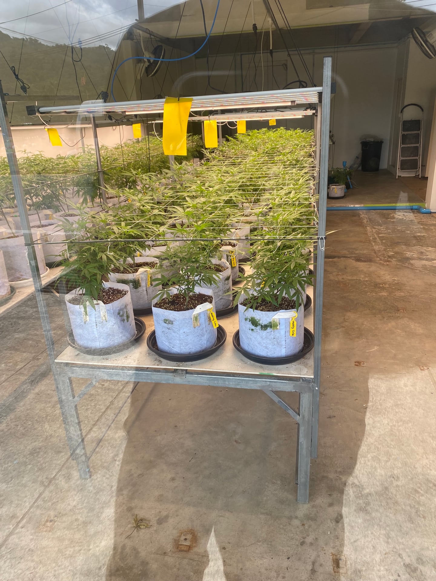 Master Bloom Phuket - Shop & Farm