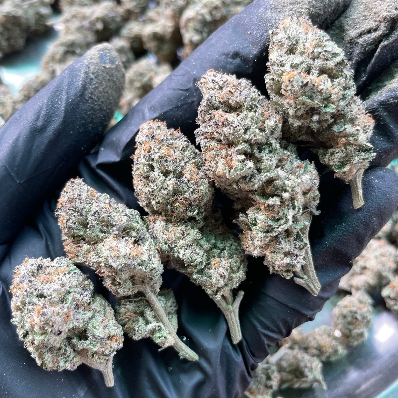 Neo Lab