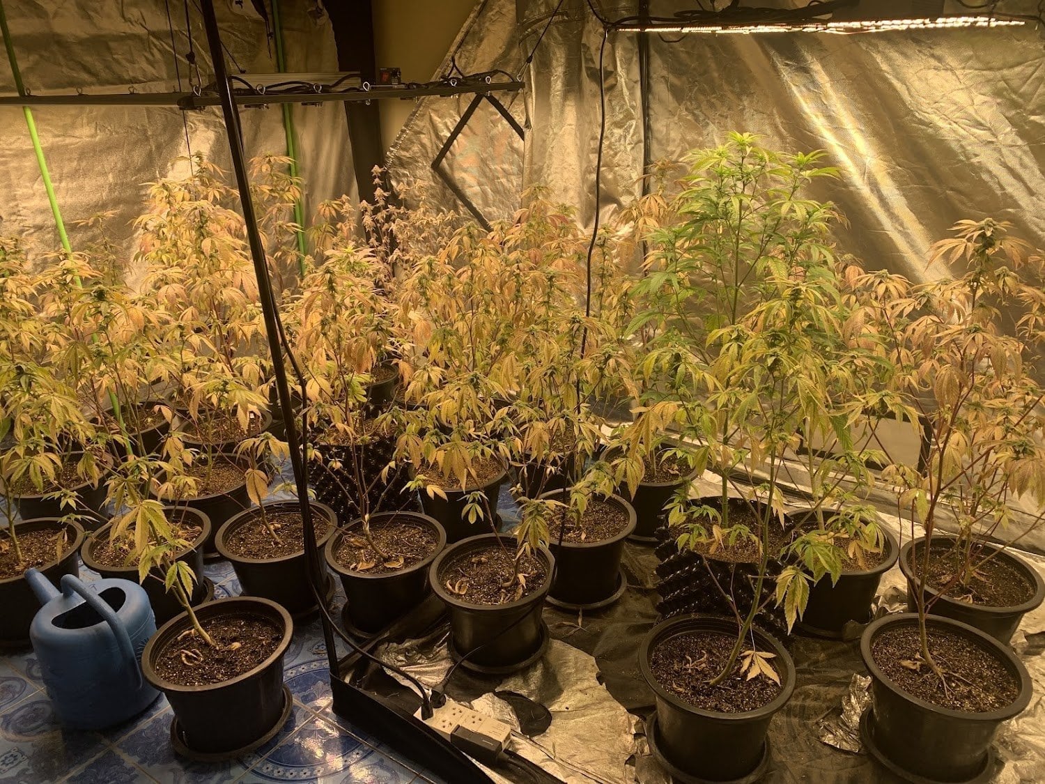 Dispensary1 Weed & Wellness