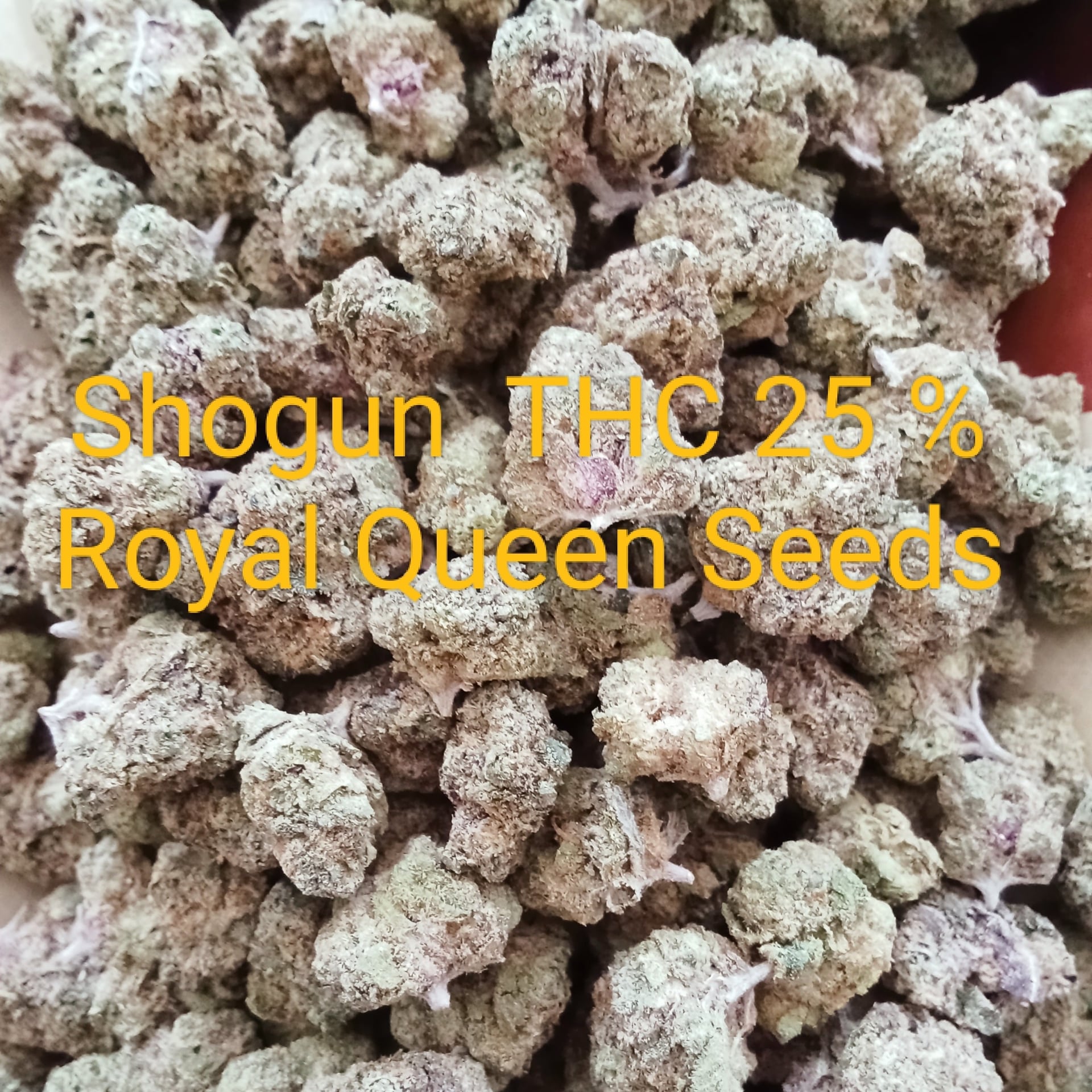 Cannabis Sikhio