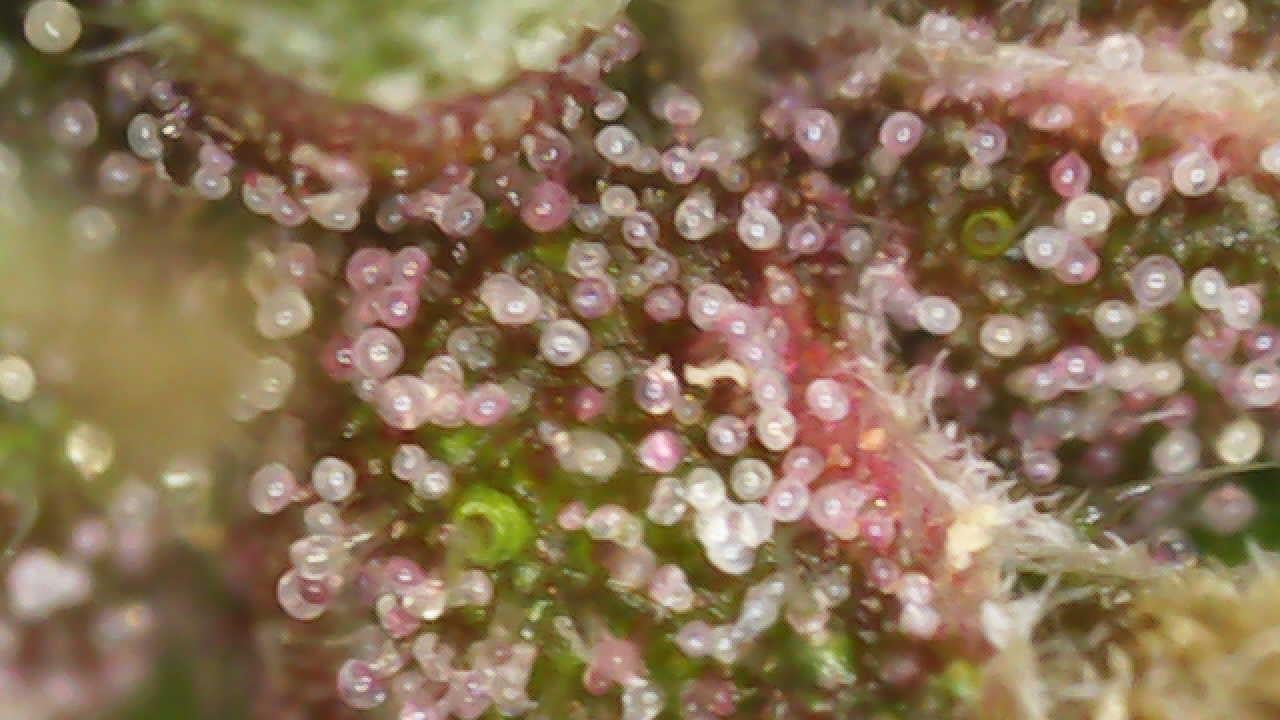 24Weed