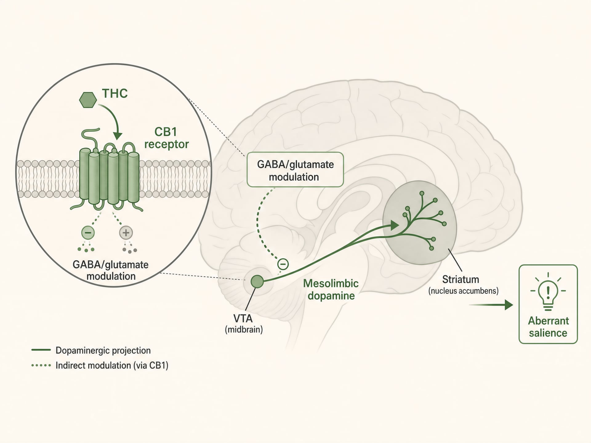 Cannabis and Psychosis Risk: Доказательства, THC, возраст начала употребления
