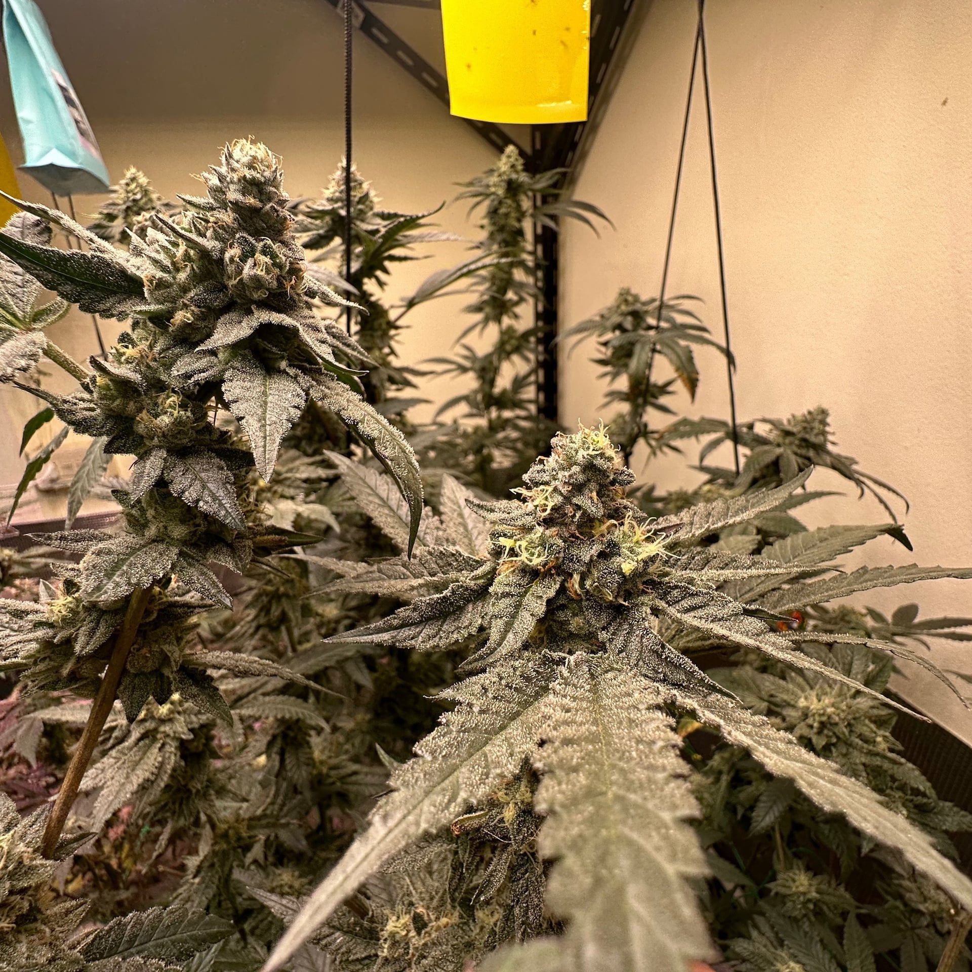 Yellow CannabiZ