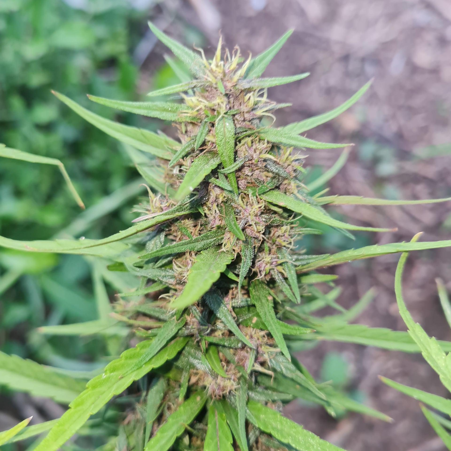 Neo Cannabis
