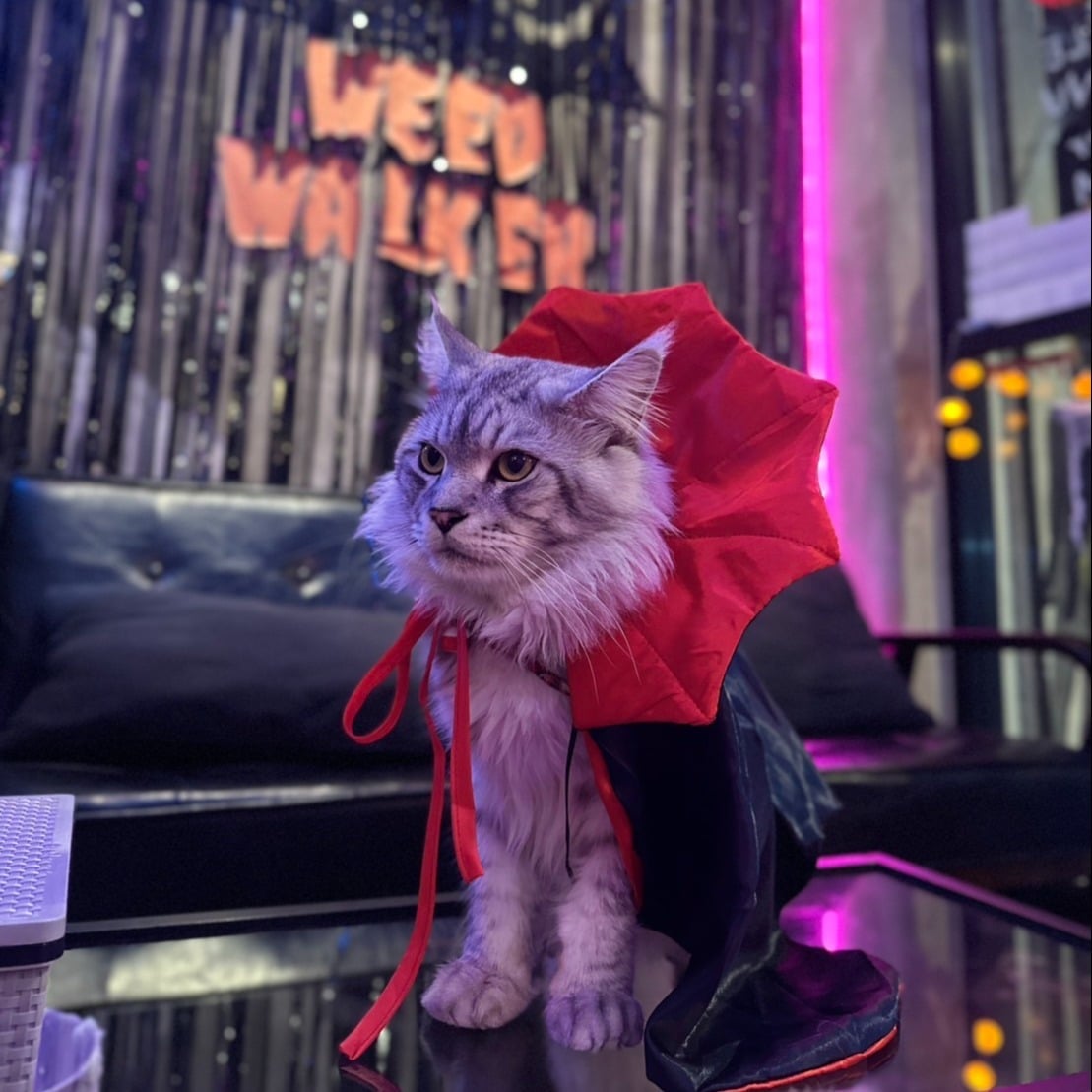Weed Walker - Master Of Cannabis Lat Phrao