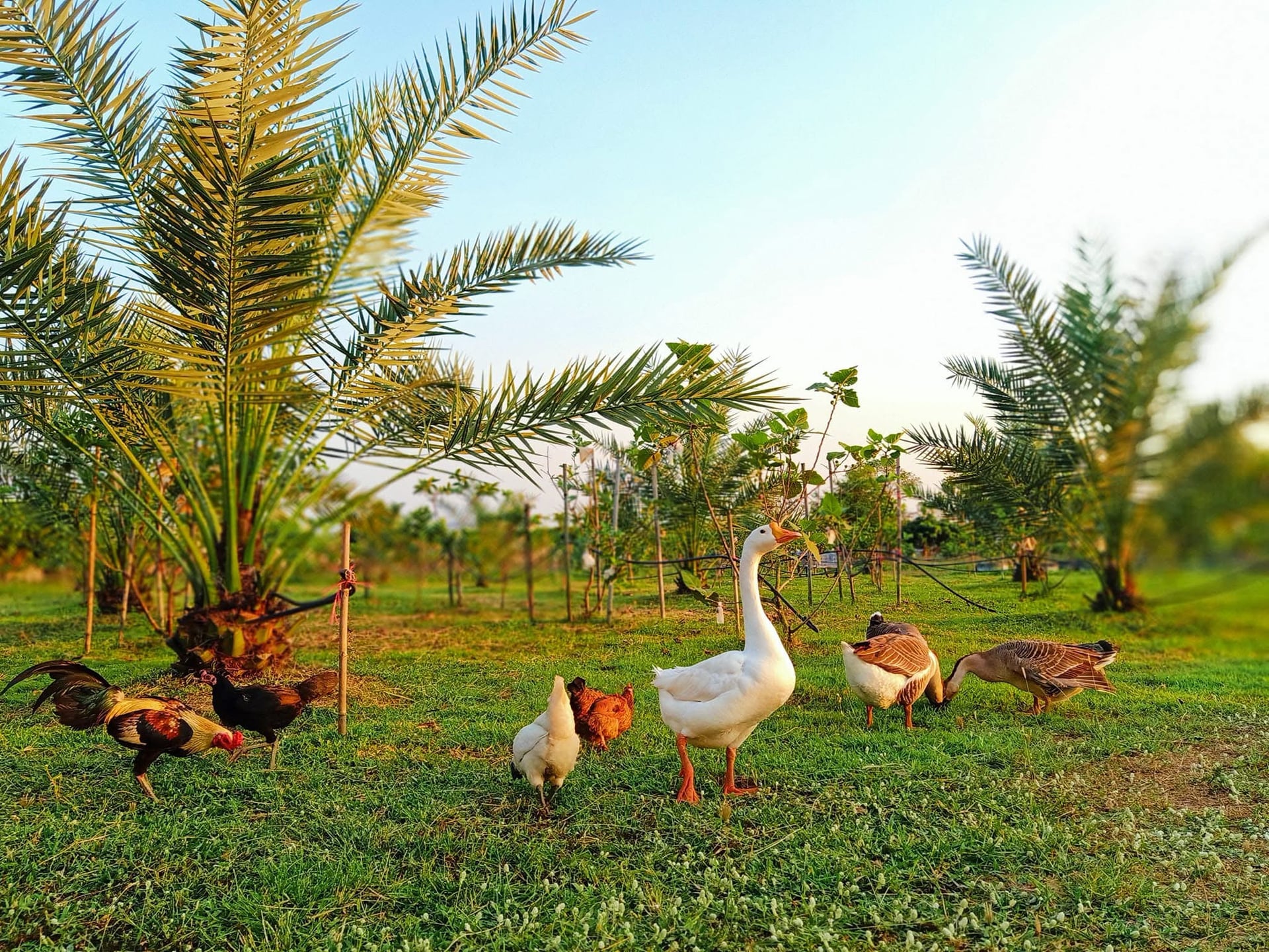 Mak Bud Farm