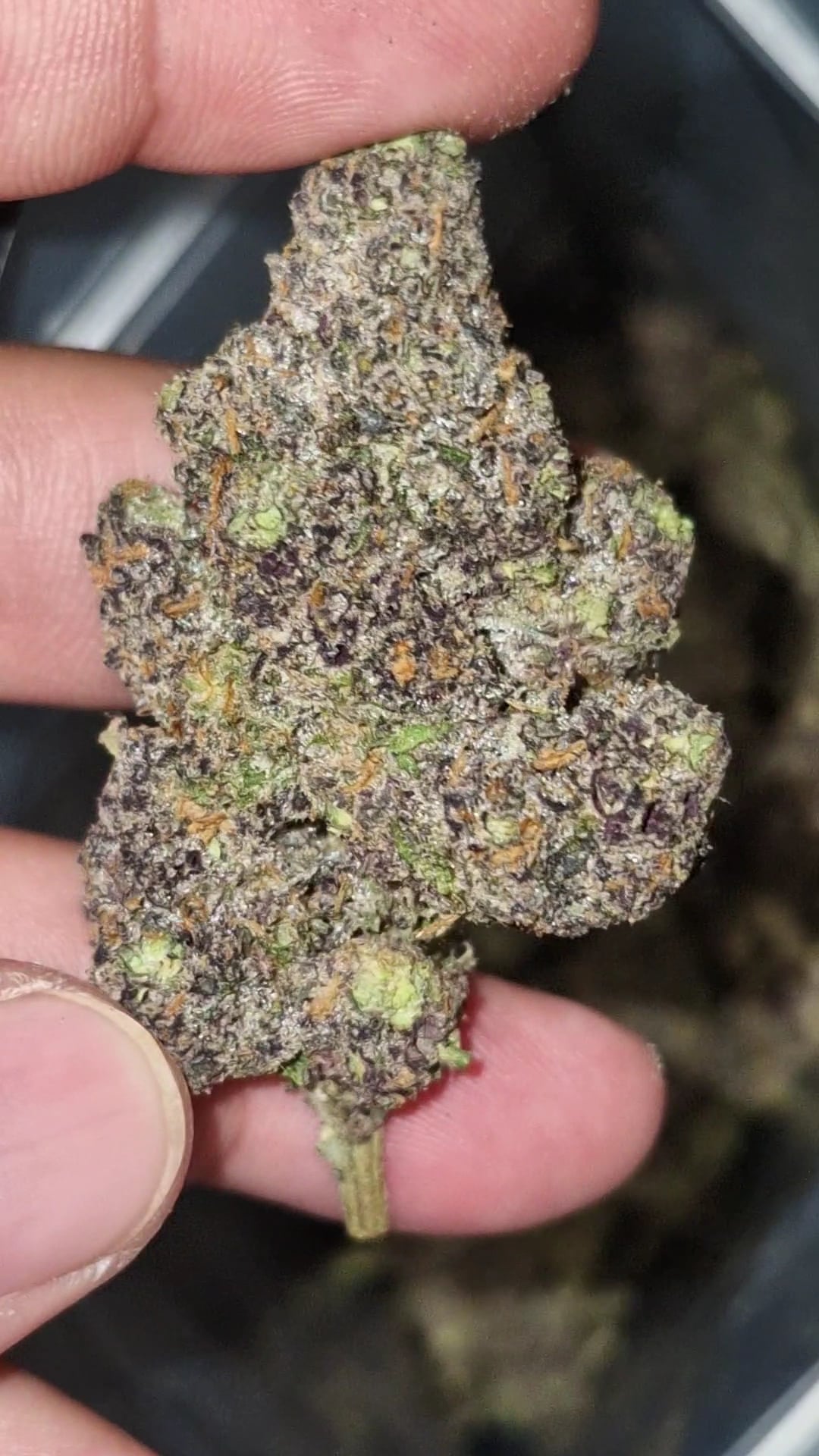 Happy Island OG by.Klong Nin2