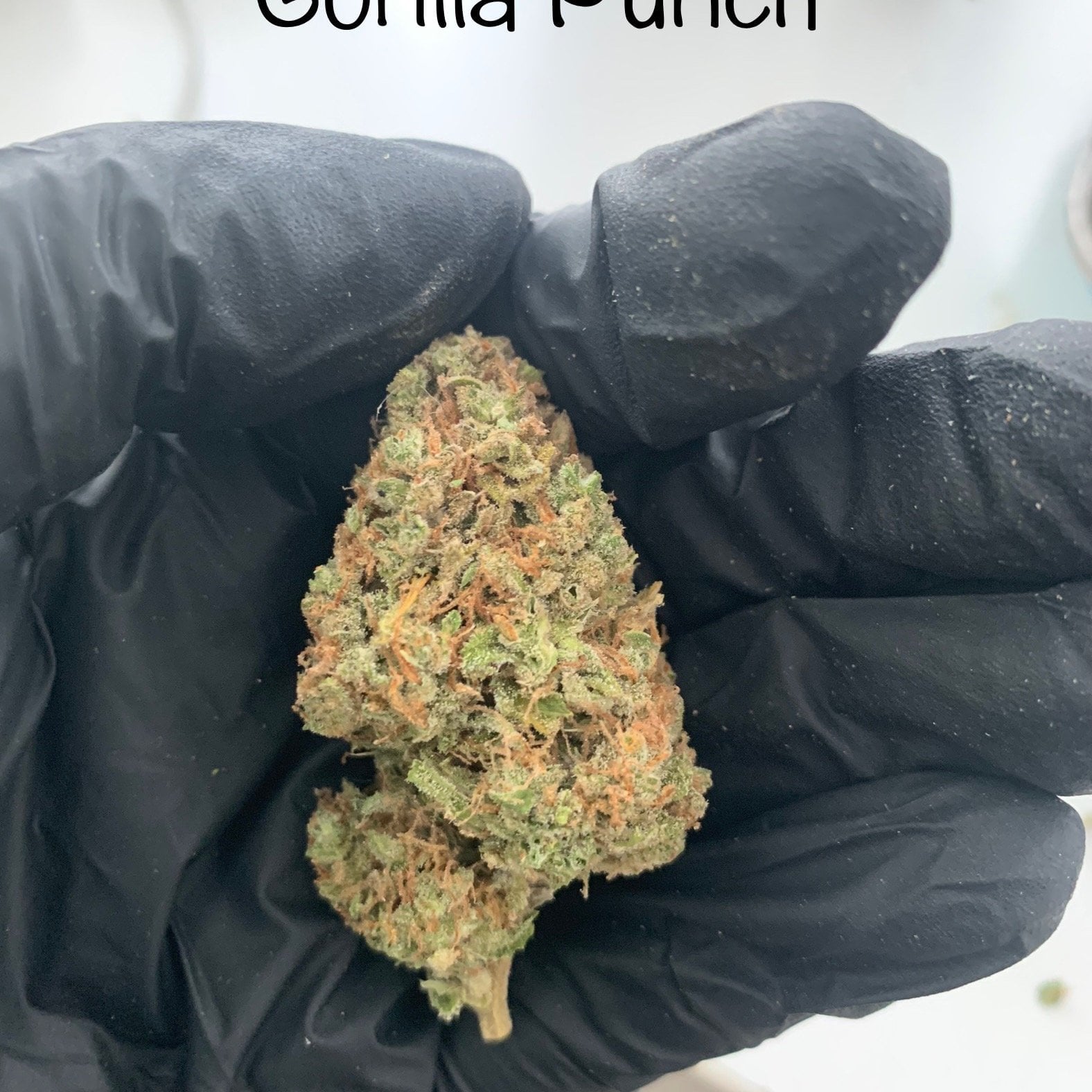 Idol Farm Gacp Cannabis