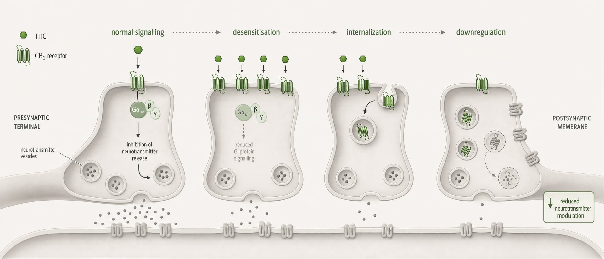 Cannabis Tolerance and Dependence: CB1 Mechanisms