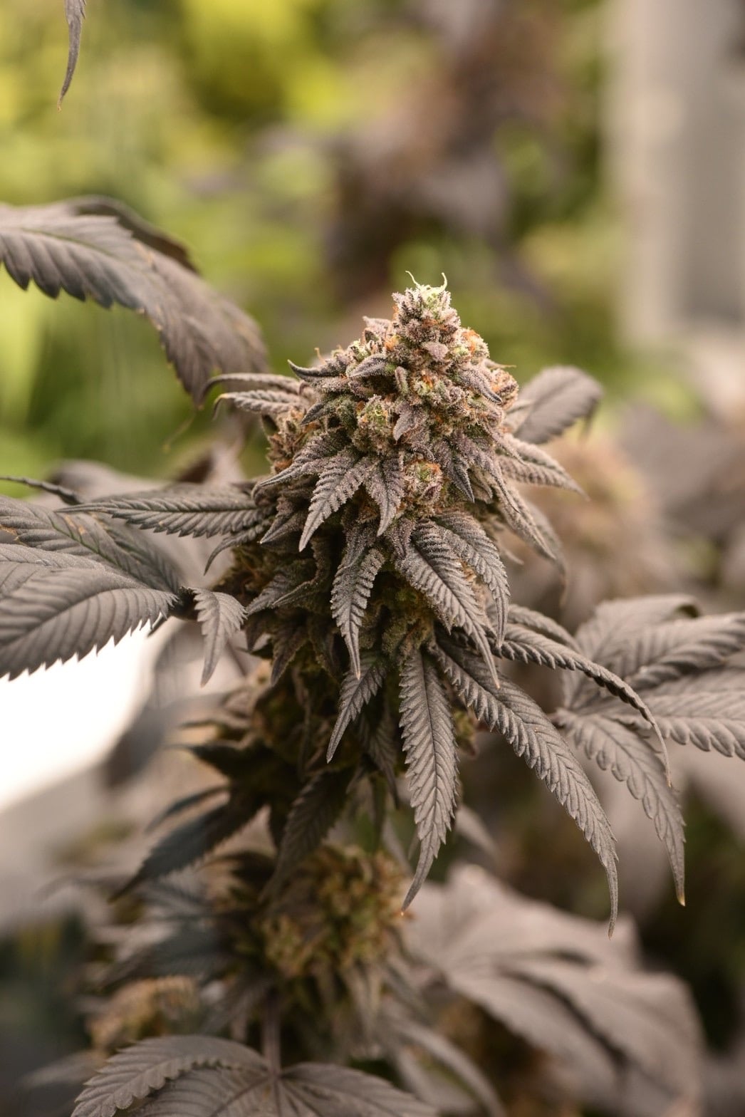 Berzerk Cannabis