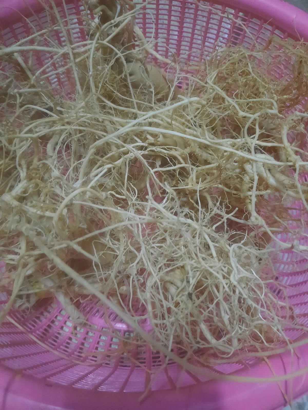 Pa Sang Seedlings