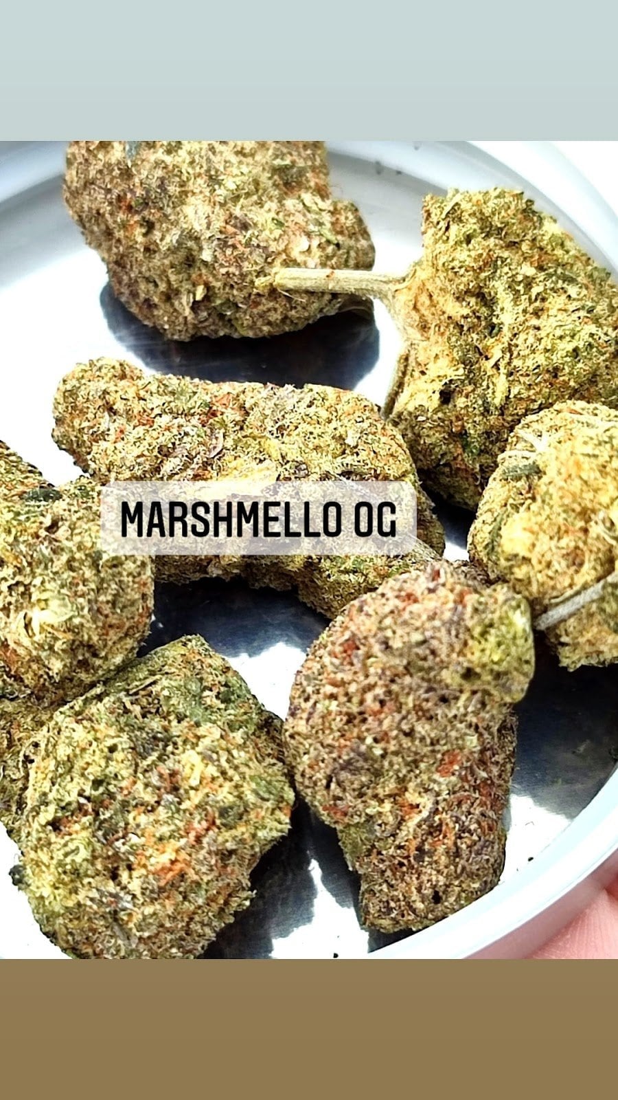 Og Land