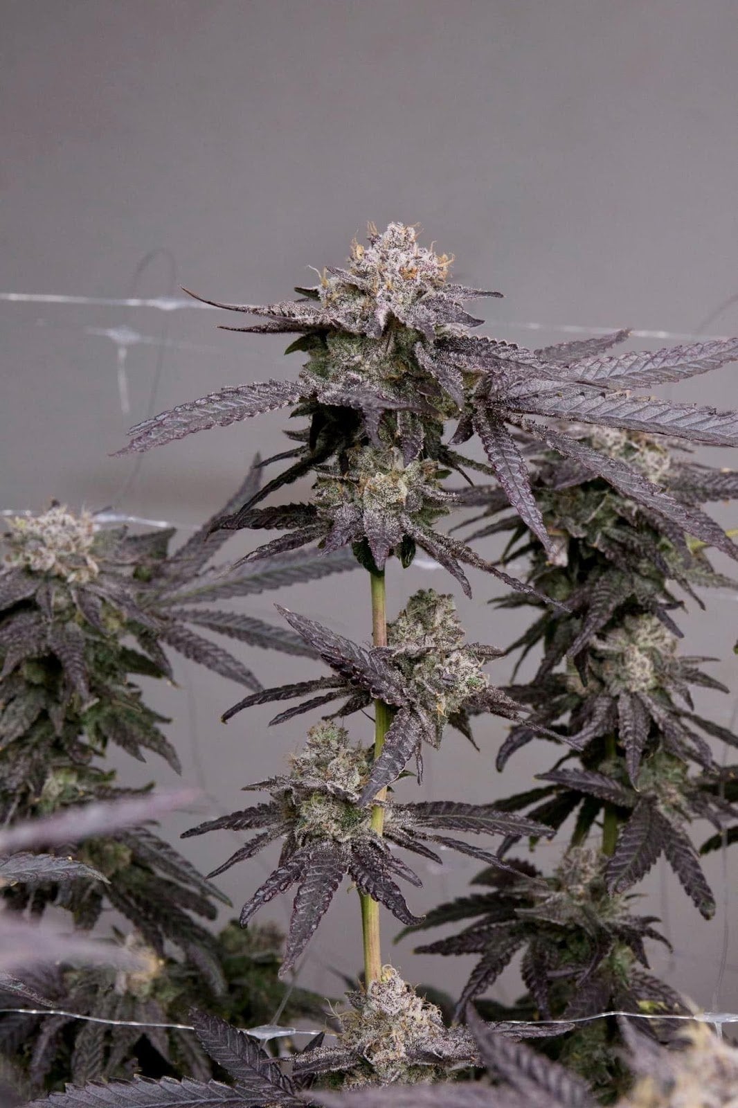 Kaengkhoi Cannabis