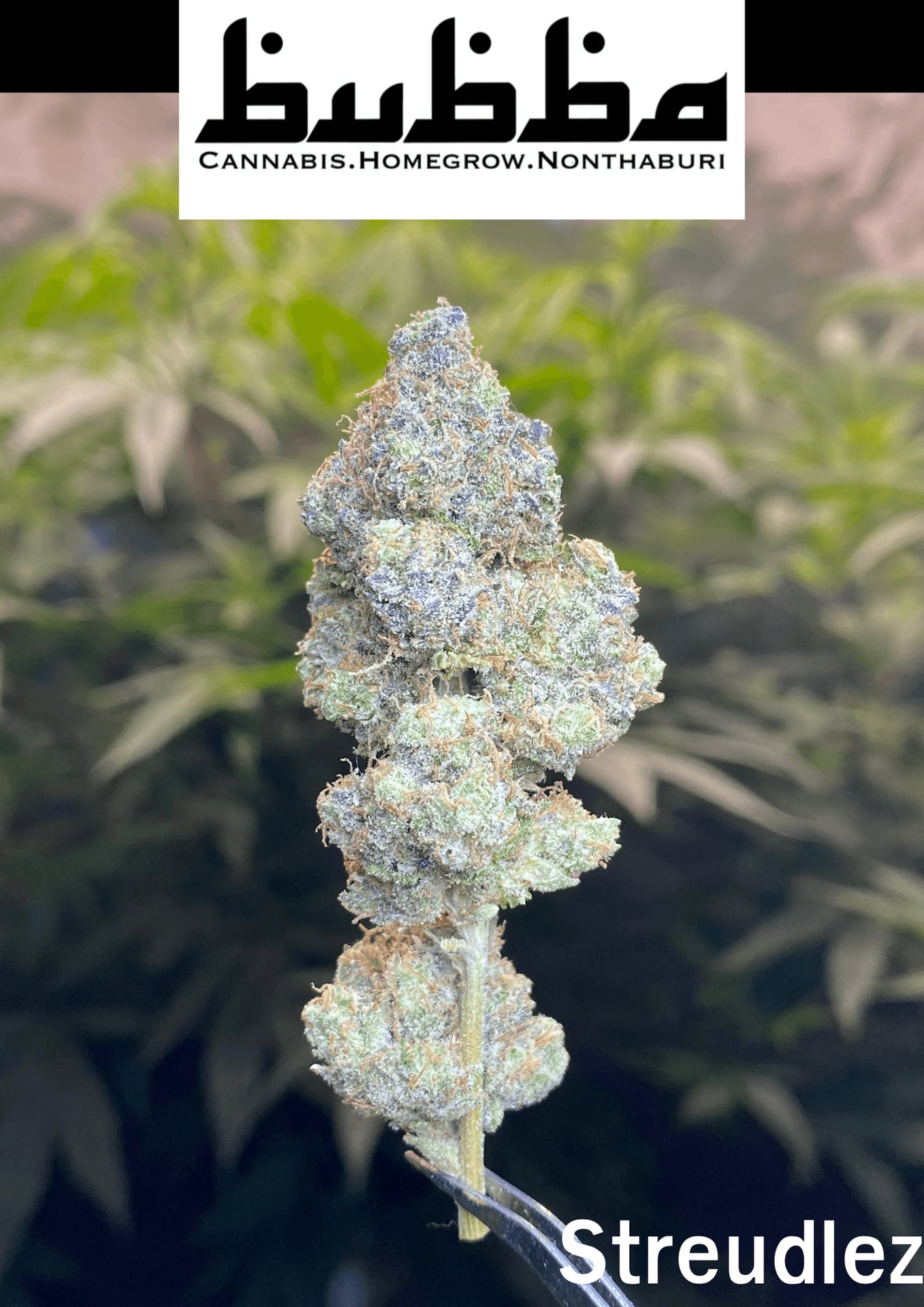 Bubba Cannabis Homegrow Nonthaburi