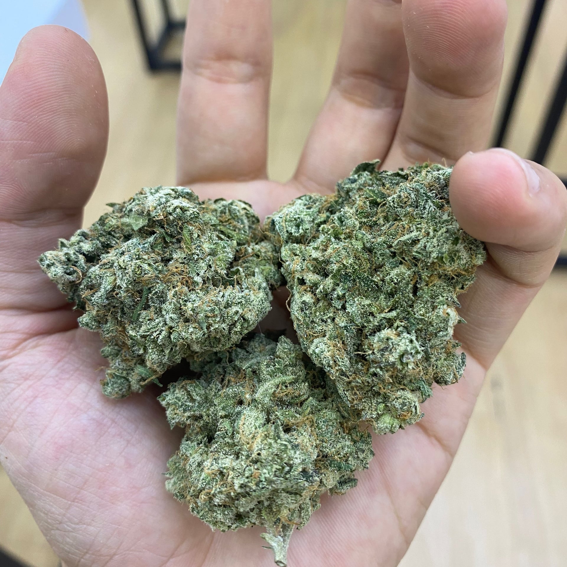 Cannabis SP