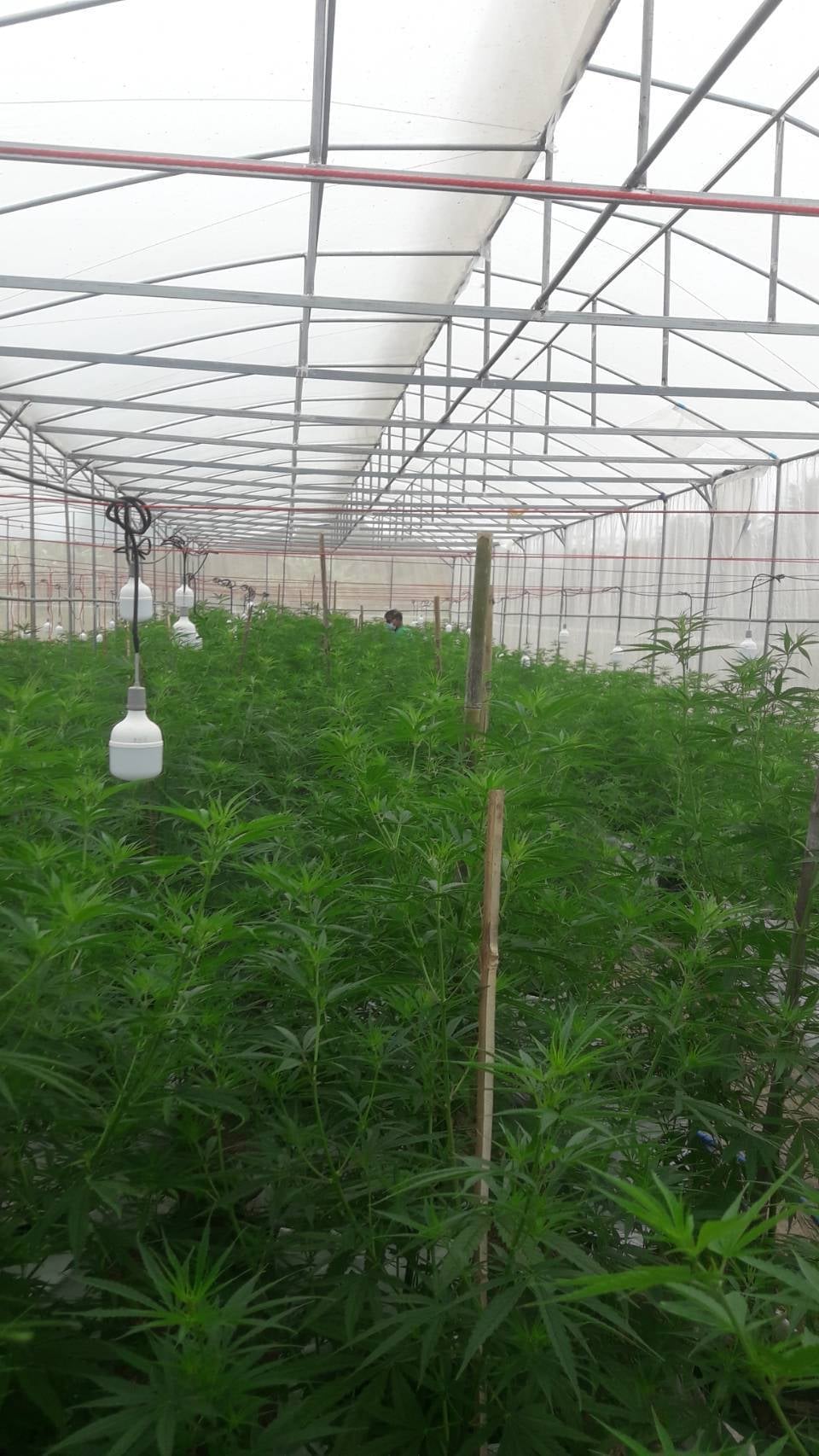 Tha Bo Greenery Ganja Farm