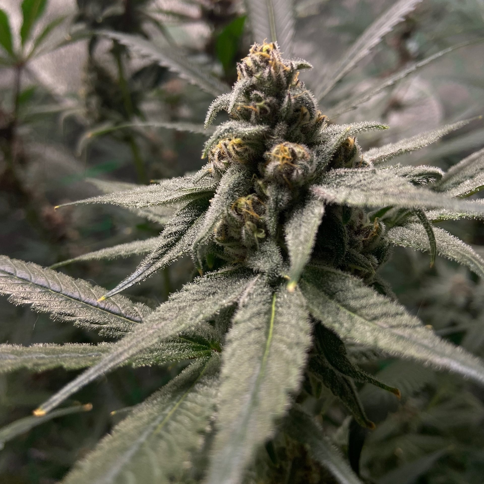 Mahamao Cannabis I Delivery Only