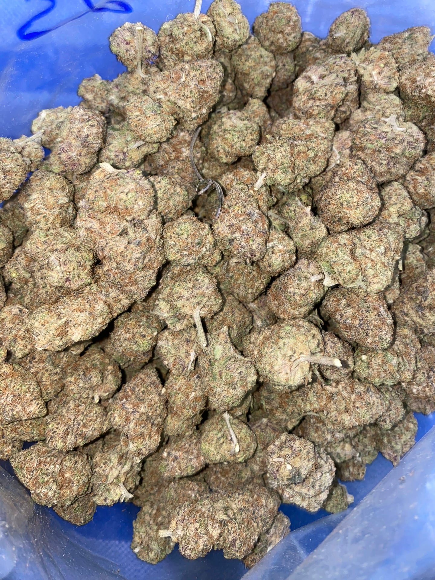 WEED THE OPP High Zone