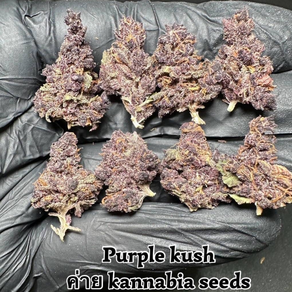 Cannabis Shops