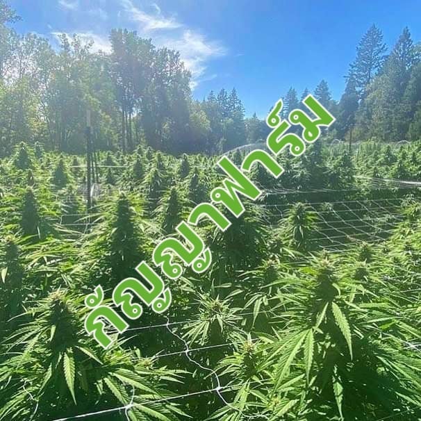 Kayya Farm