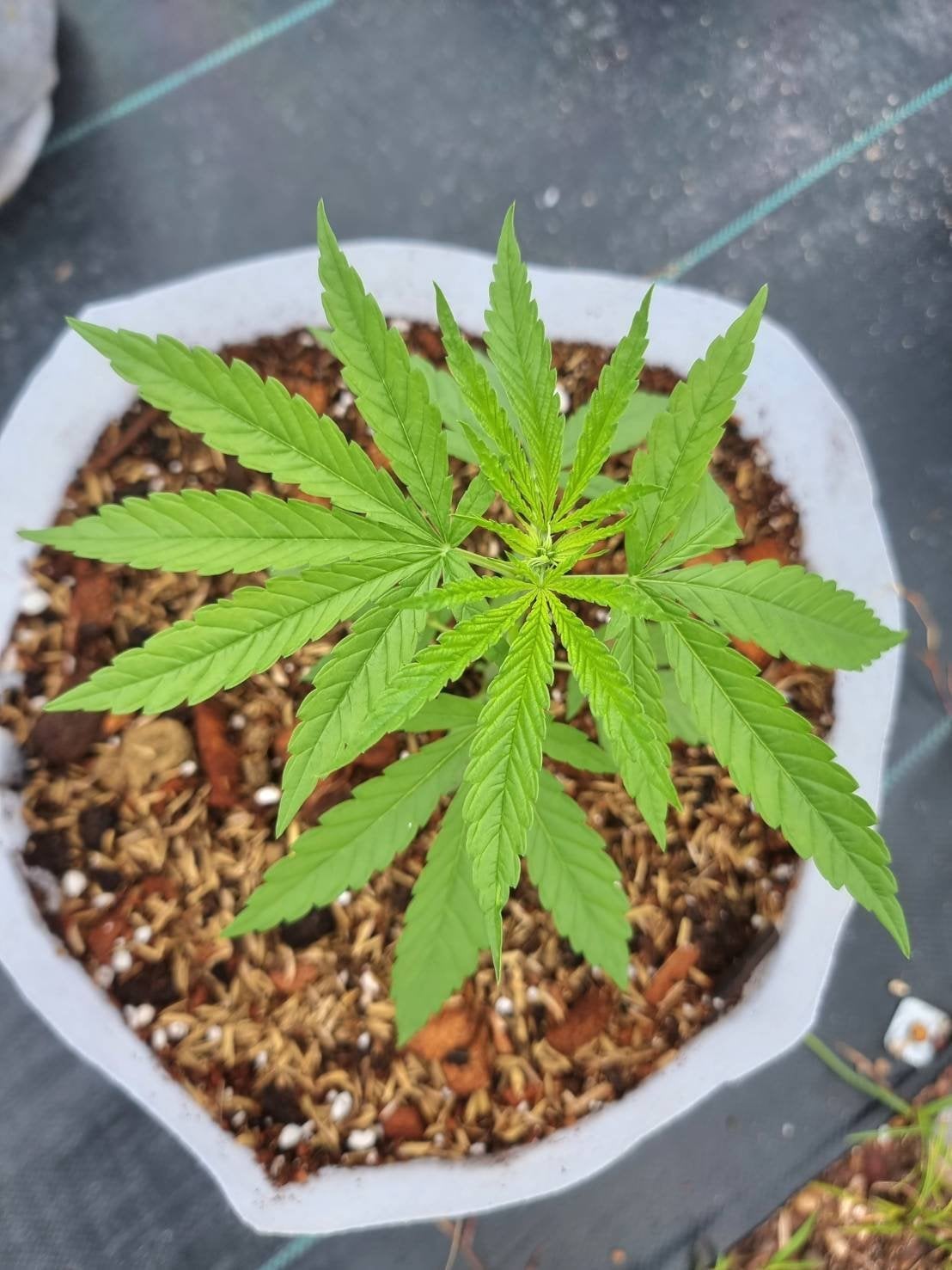 Green House 100 %